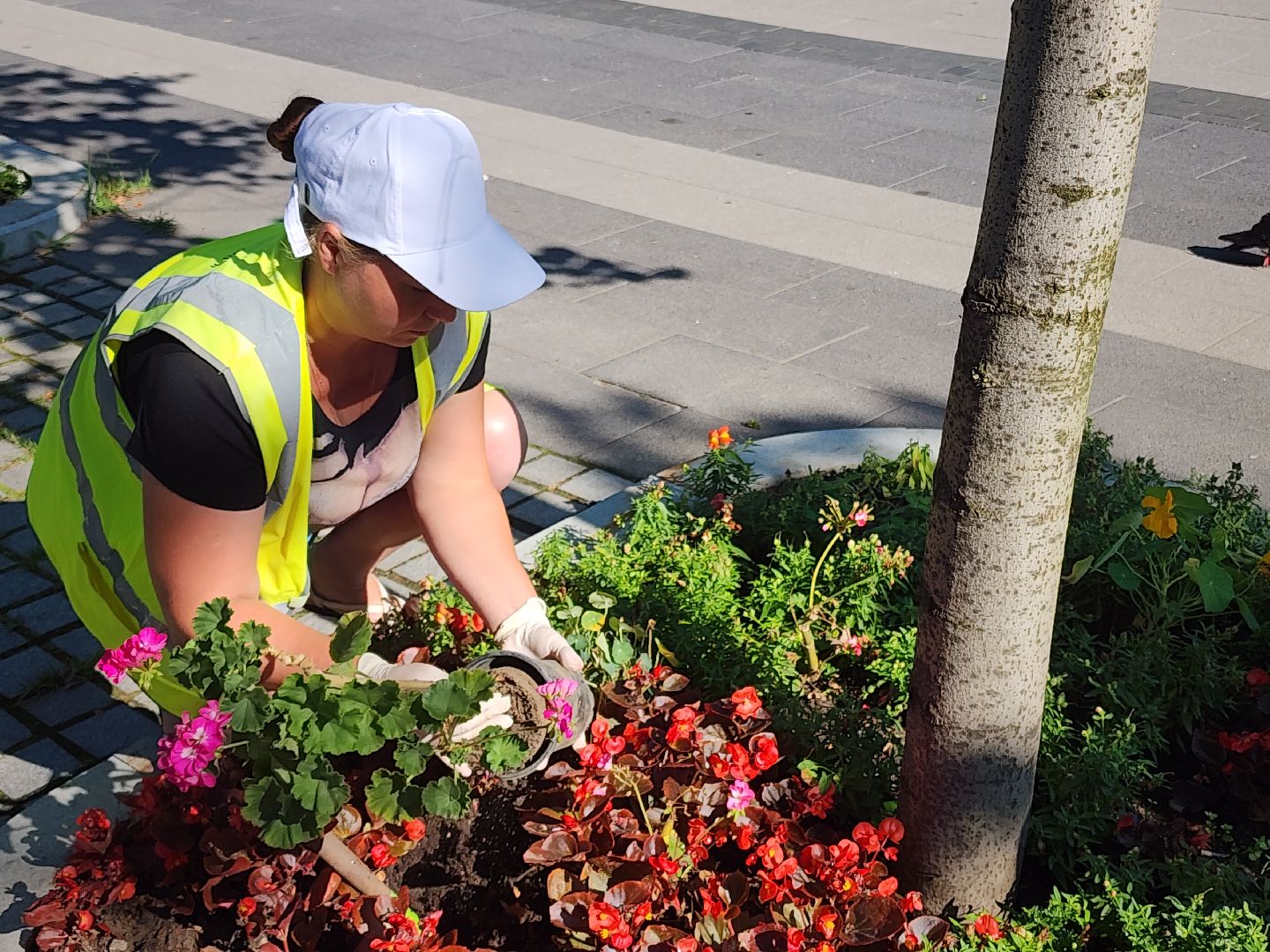 цветы, благоустройство, цветники, клумбы,