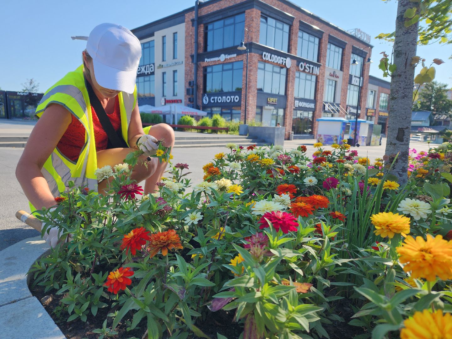 цветы, благоустройство, цветники, клумбы,