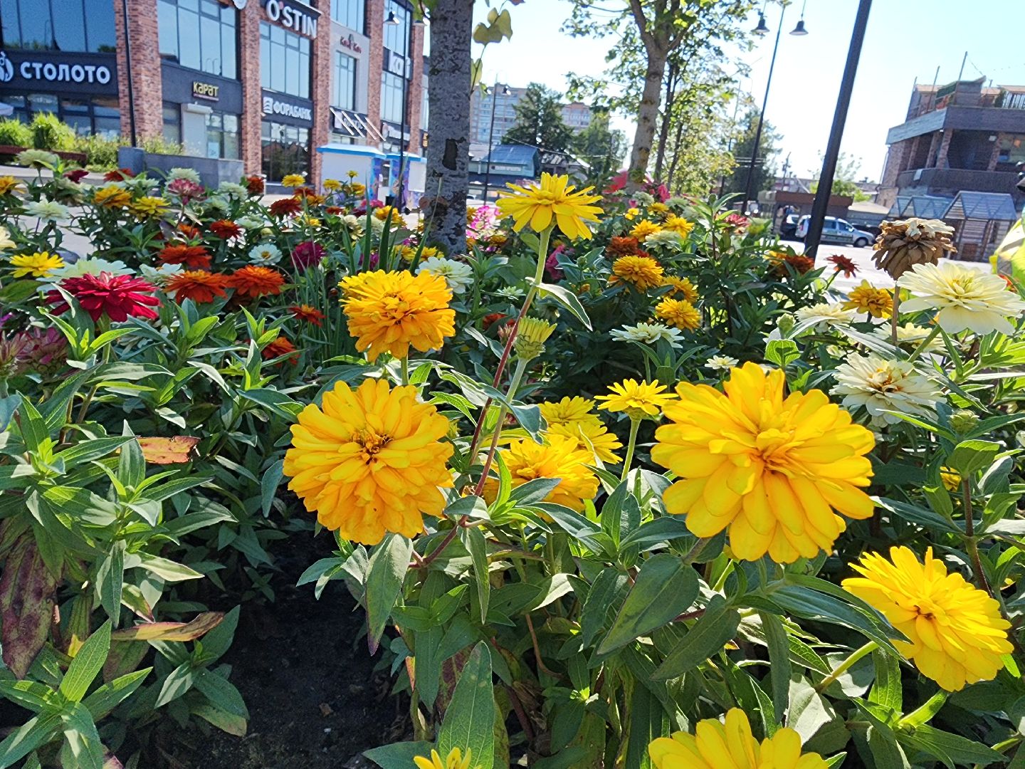 цветы, благоустройство, цветники, клумбы,