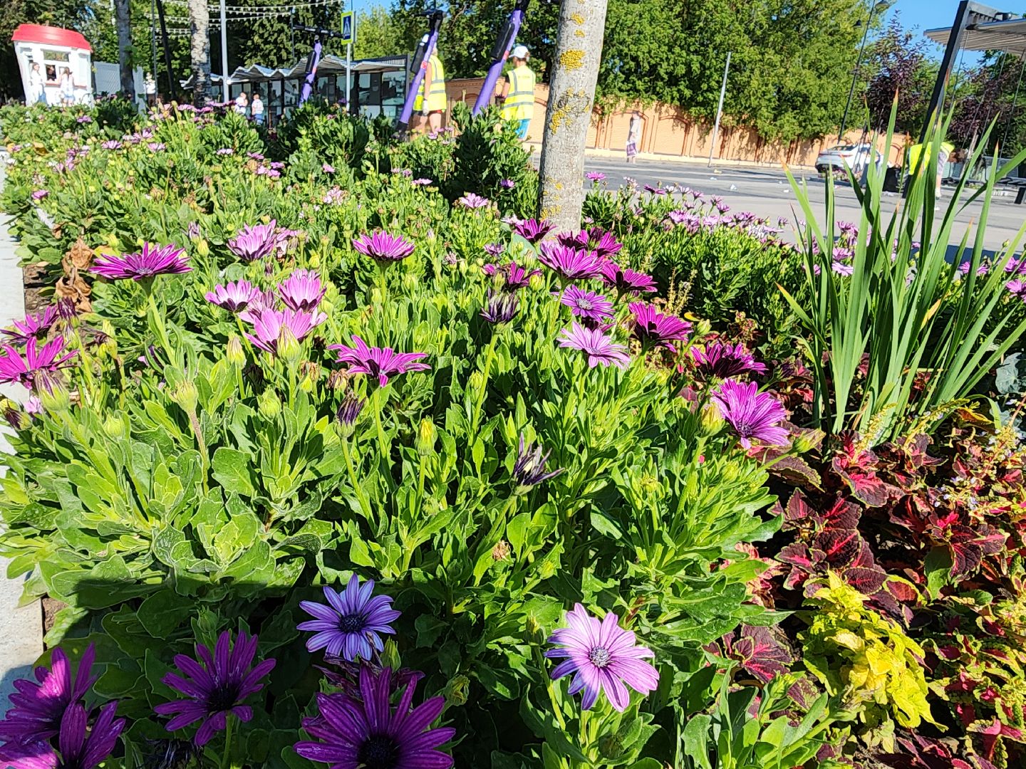 цветы, благоустройство, цветники, клумбы,