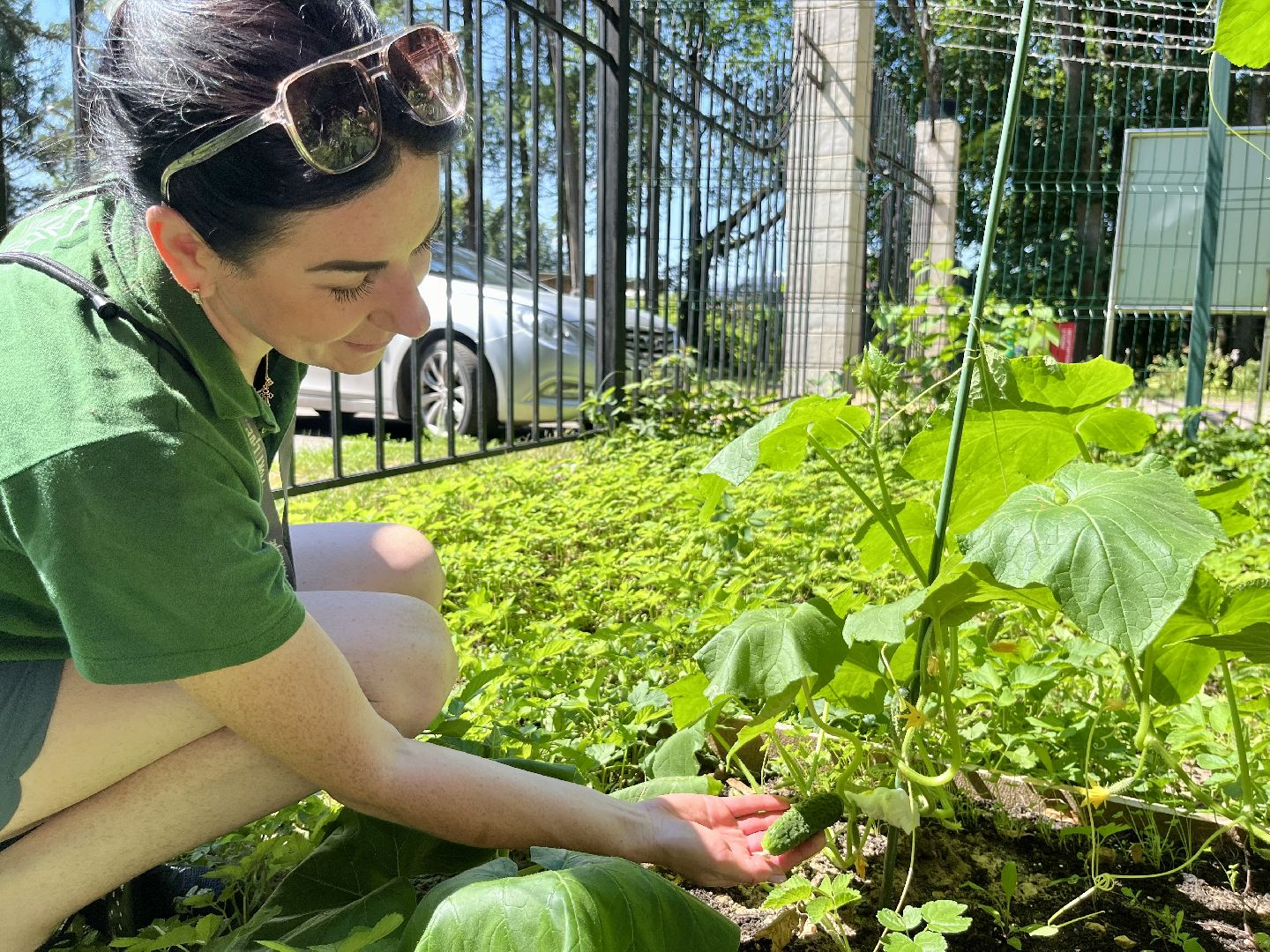 наро-фоминск, общественный огород, центральный парк наро-фоминска, урожай 2024,