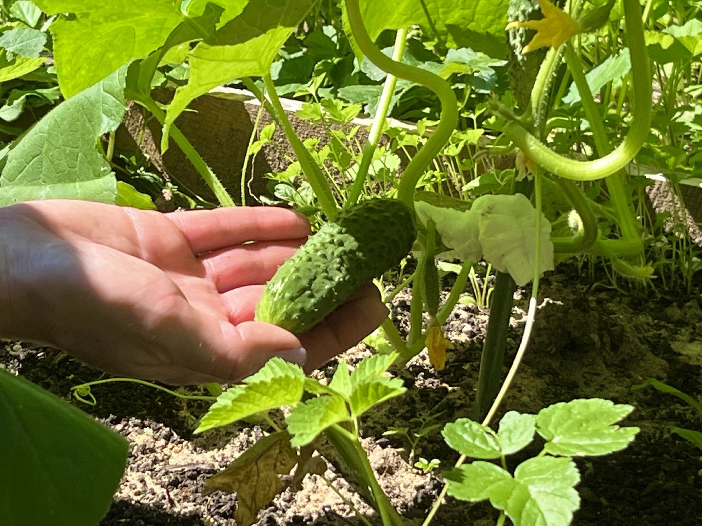 наро-фоминск, общественный огород, центральный парк наро-фоминска, урожай 2024,