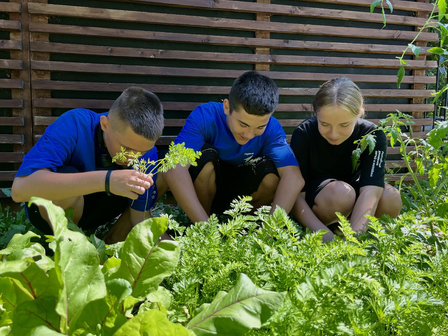 наро-фоминск, общественный огород, центральный парк наро-фоминска, урожай 2024,