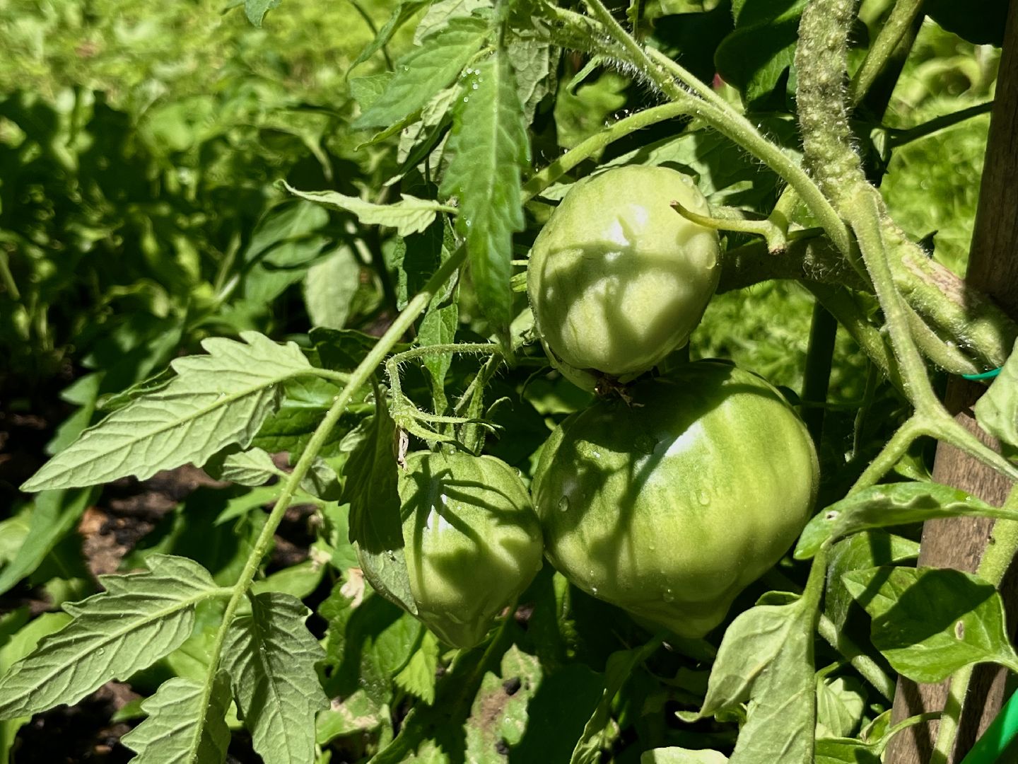 наро-фоминск, общественный огород, центральный парк наро-фоминска, урожай 2024,