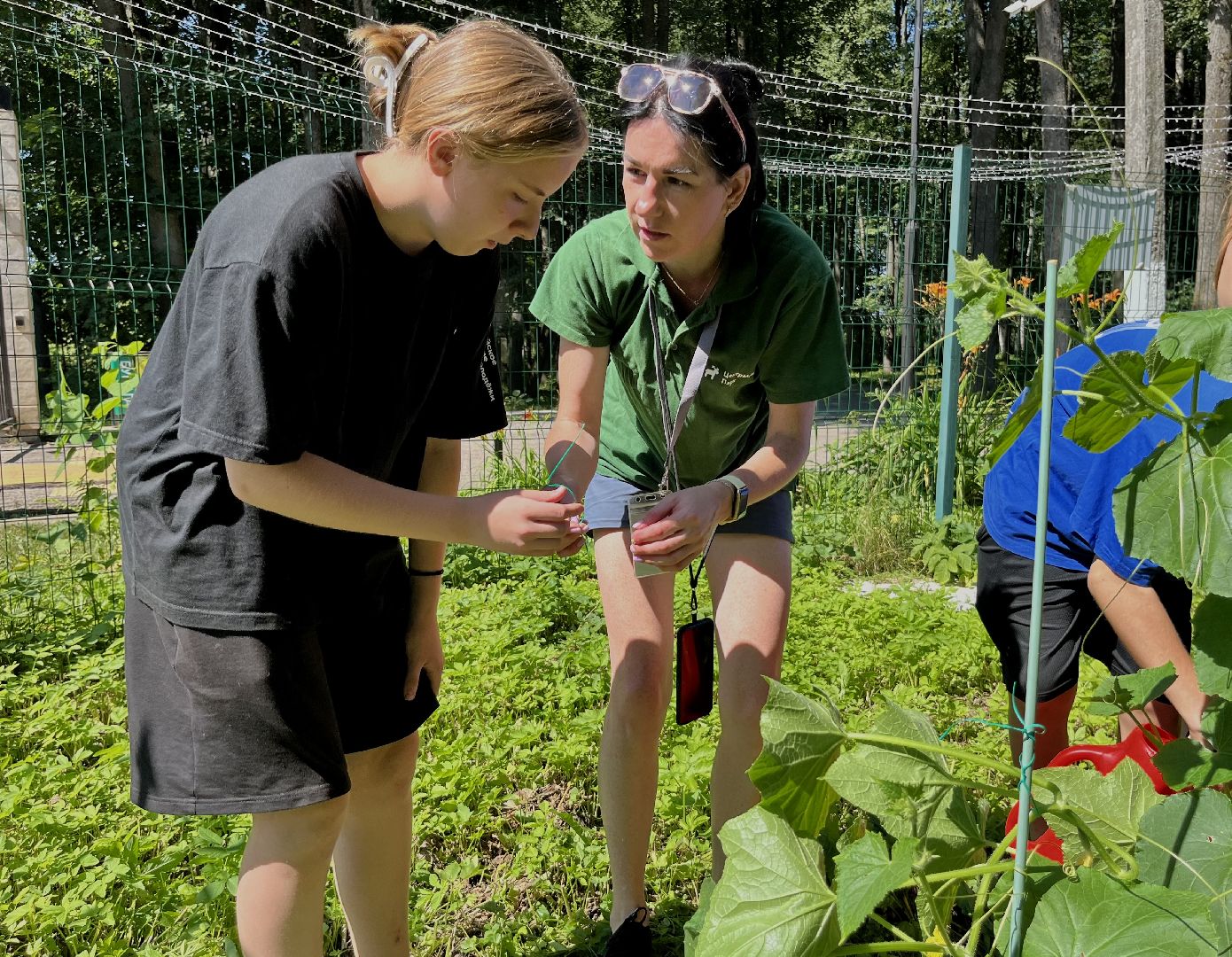 наро-фоминск, общественный огород, центральный парк наро-фоминска, урожай 2024,