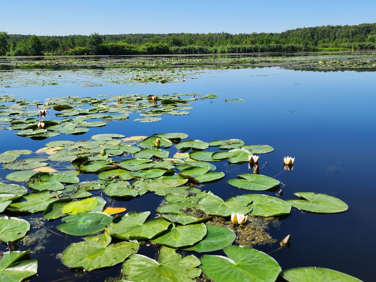 лосиный остров, байдарки, Экскурсия,