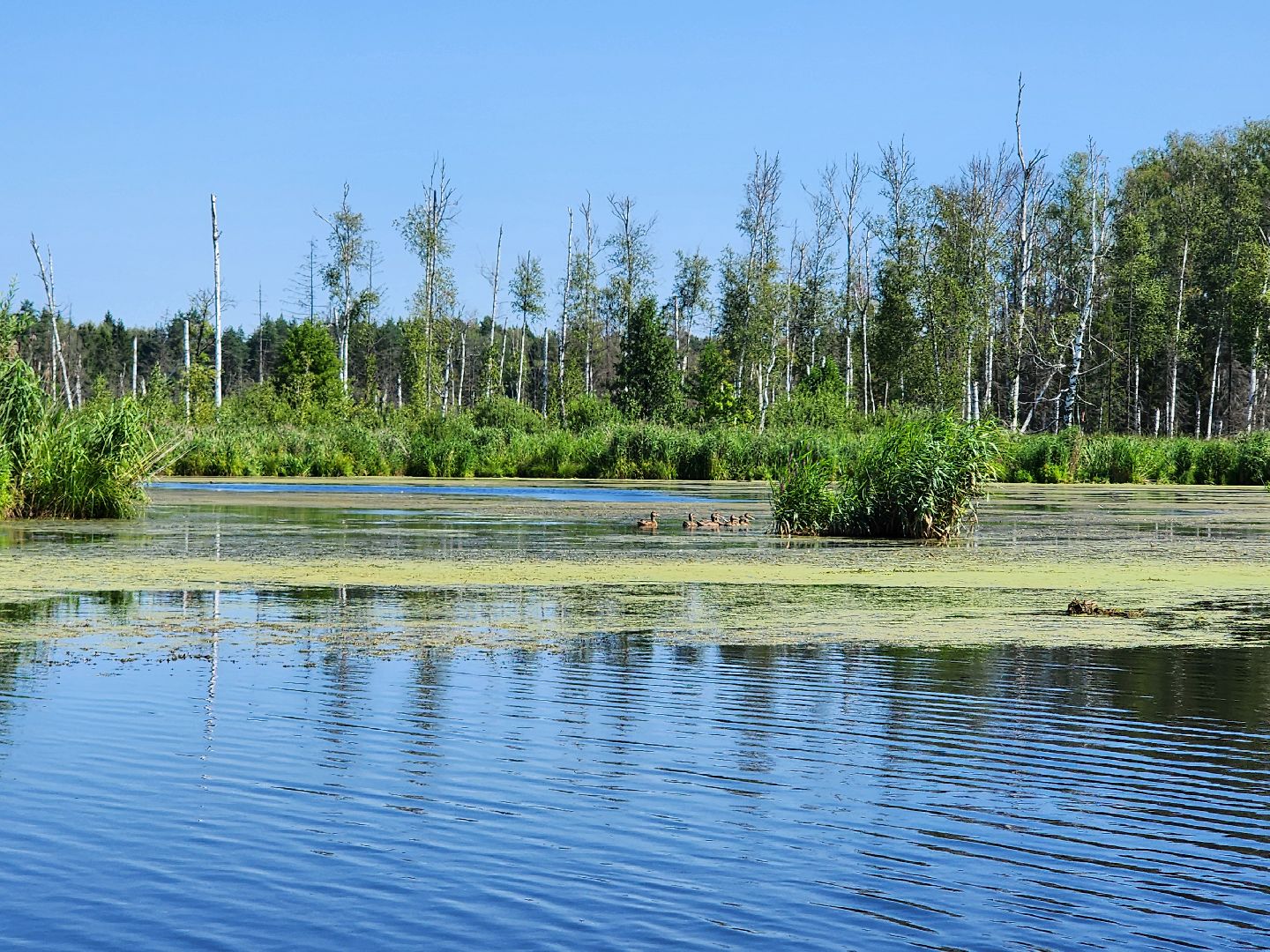 лосиный остров, байдарки, Экскурсия,
