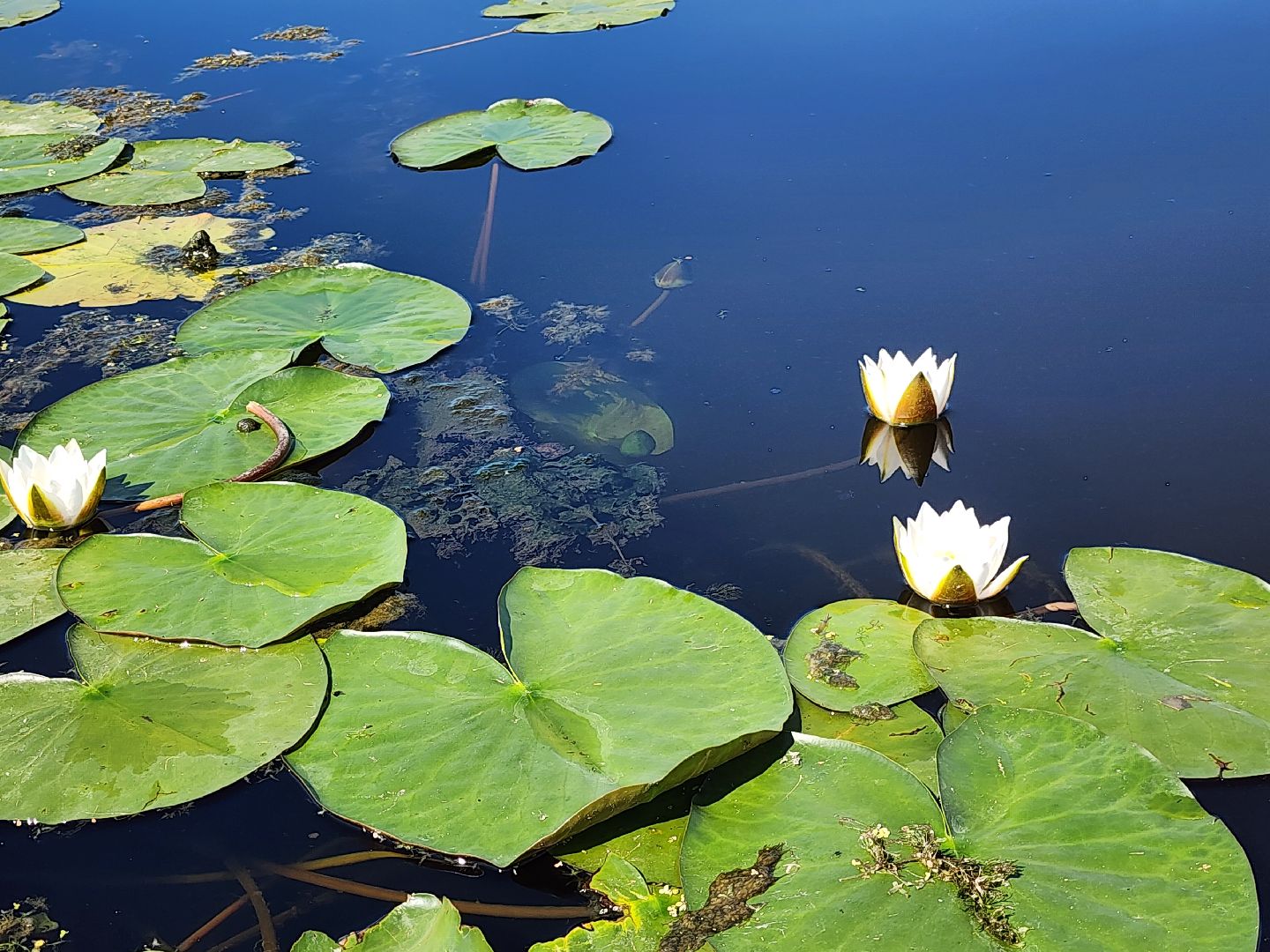 лосиный остров, байдарки, Экскурсия,