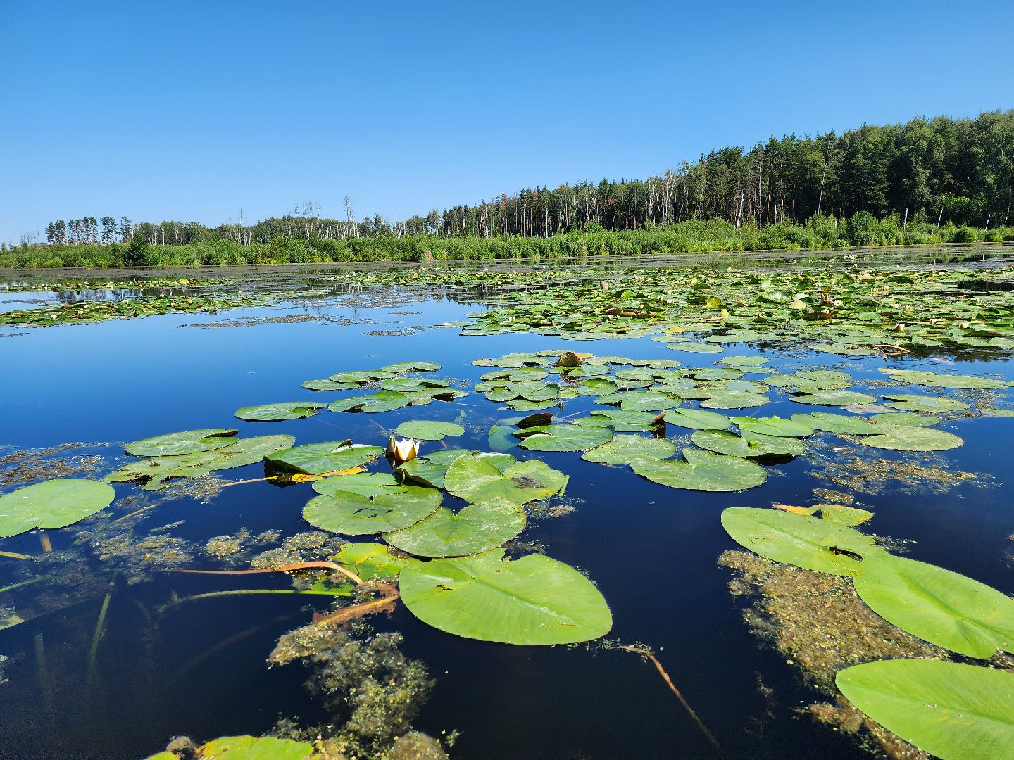 лосиный остров, байдарки, Экскурсия,