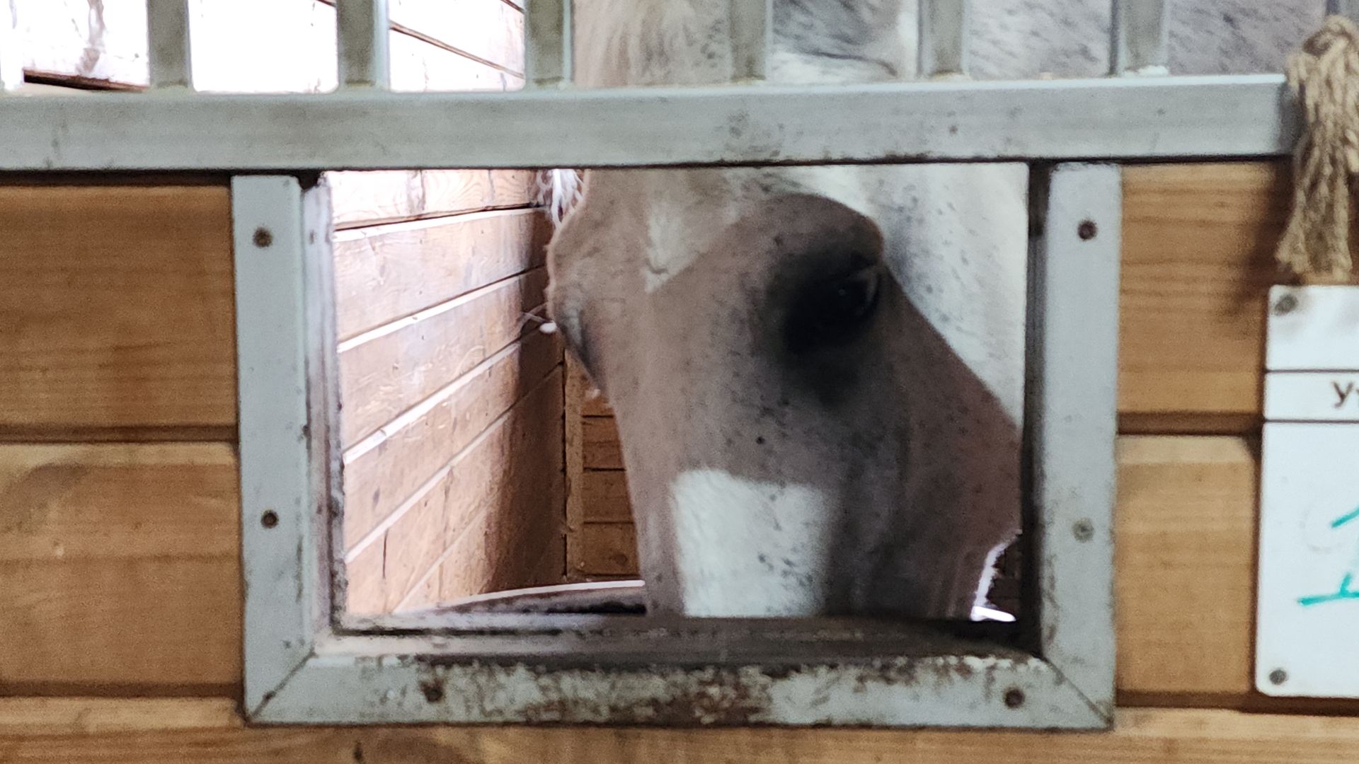Иваново поле, Международный конный фестиваль, лошади, село Ивановское, городской округ Черноголовка,