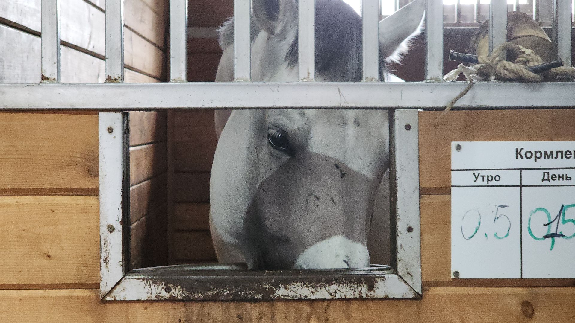 Иваново поле, Международный конный фестиваль, лошади, село Ивановское, городской округ Черноголовка,