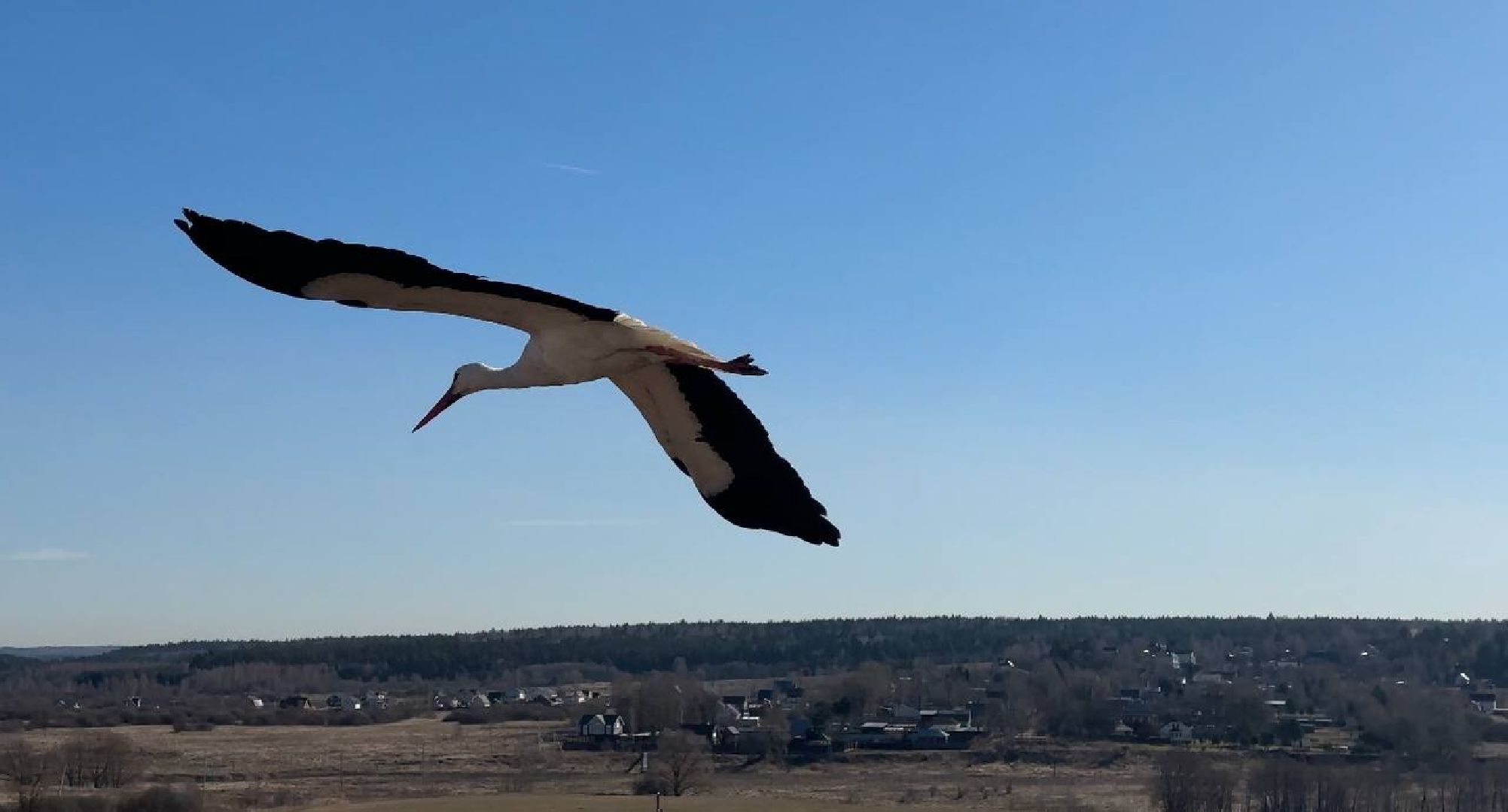 Можайск, Можайскийгородскойокруг, Подмосковье, экология, аисты, гнездо, спасли, краснокнижныептицы