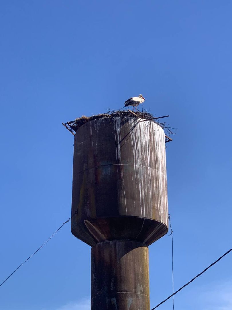 Можайск, Можайскийгородскойокруг, Подмосковье, экология, аисты, гнездо, спасли, краснокнижныептицы