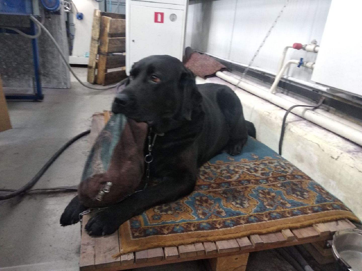 Дмитров, ДУПП, Всероссийское общество слепых