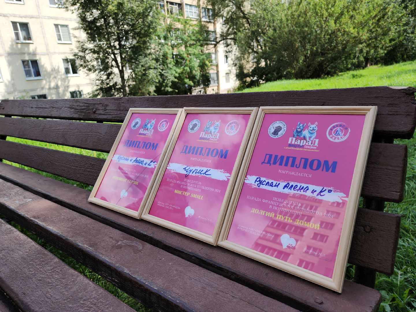 красногорск,французский бульдог, парад, волонтеры, благотворительность, приют для собак,