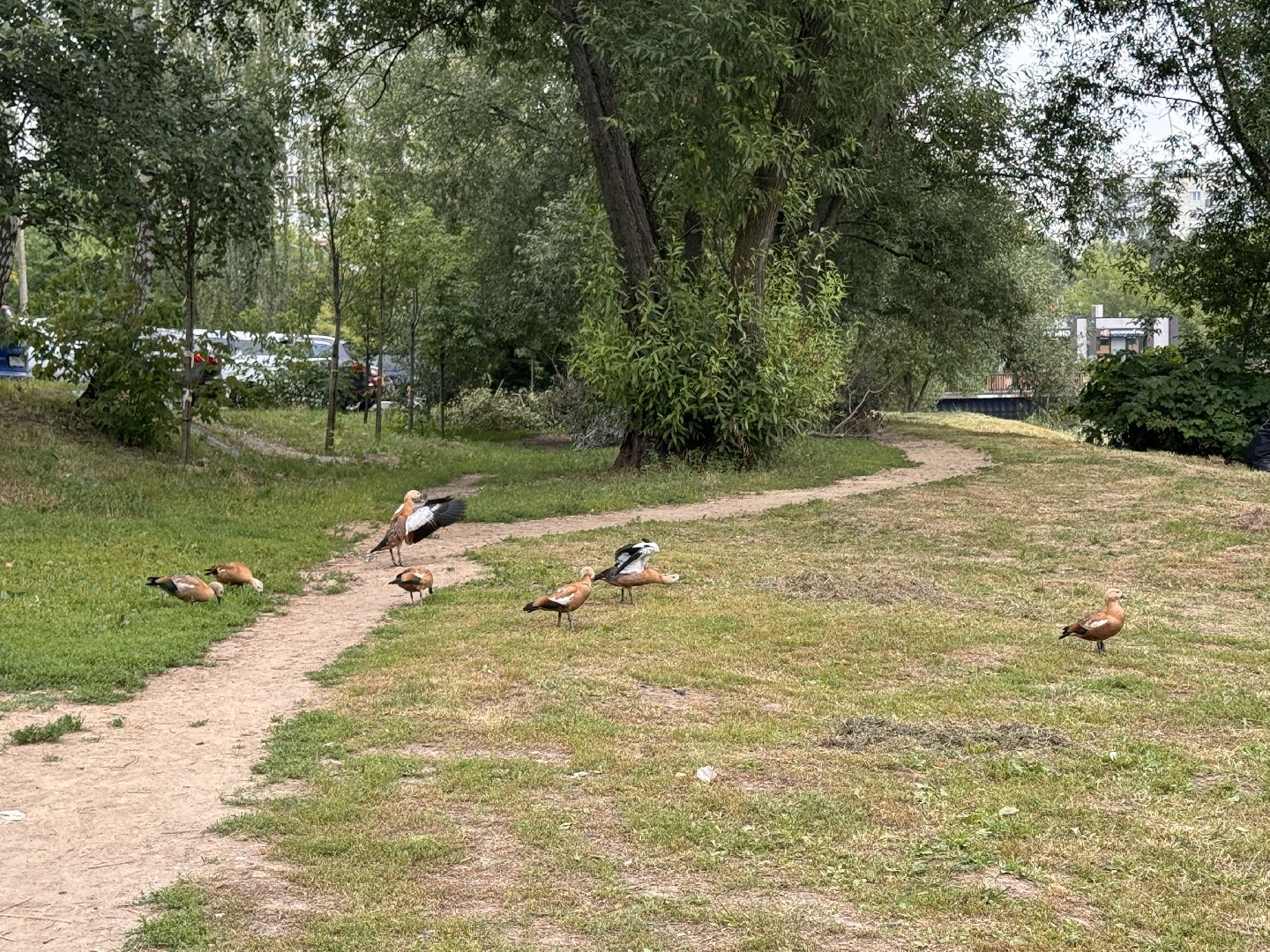 Одинцово, Очистка Комсомольского пруда, Благоустройство, 100 прудов и озер,