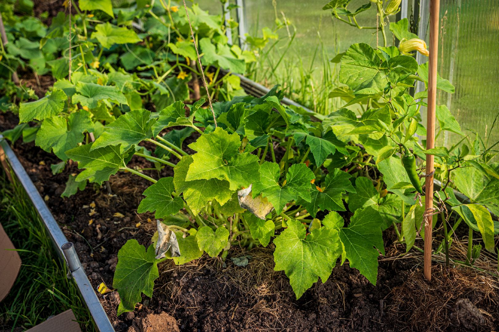 летний лагерь, школа 9, Домодедово,