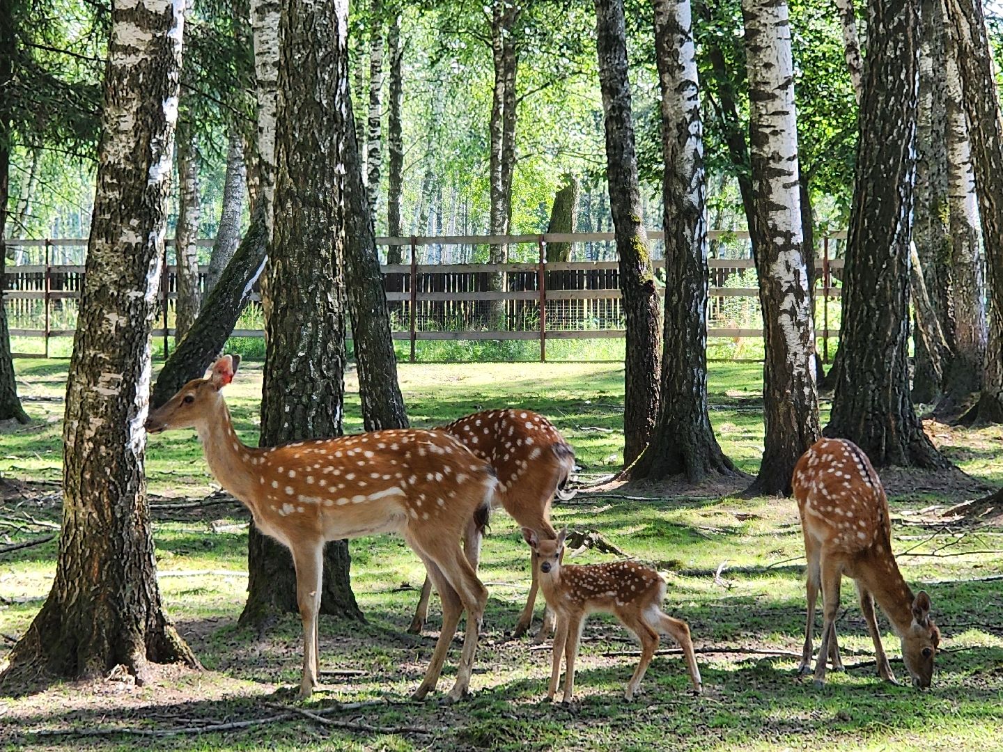 лосиный остров, Олени, биостанция,