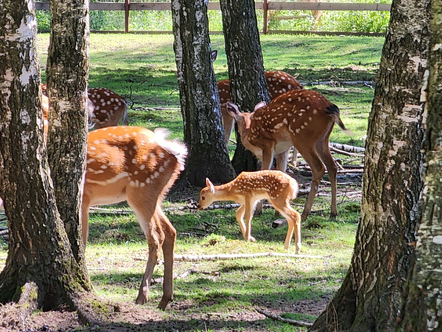 лосиный остров, Олени, биостанция,