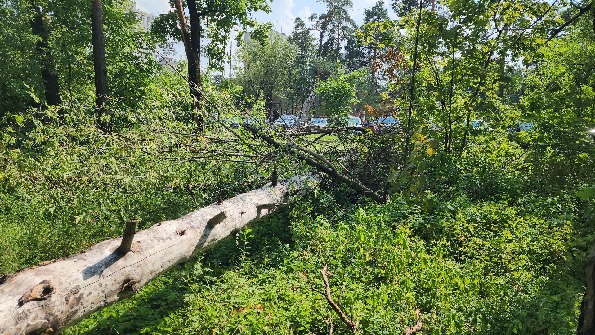 ураган, последствия урагана, мбу городское хозяйство