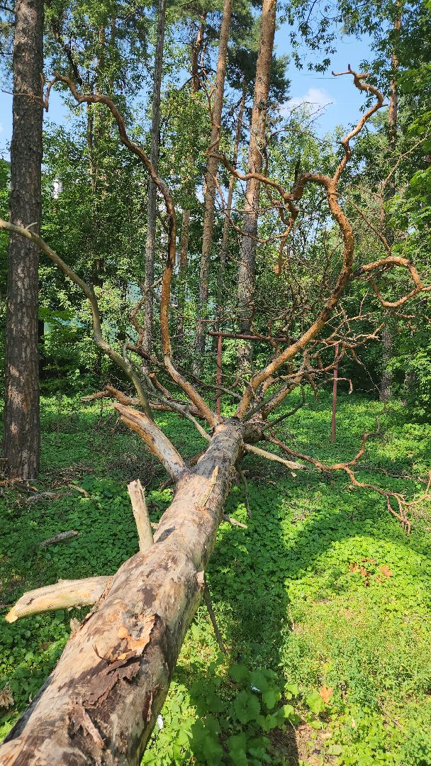 ураган, последствия урагана, мбу городское хозяйство