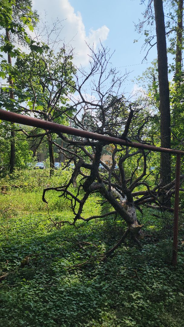 ураган, последствия урагана, мбу городское хозяйство