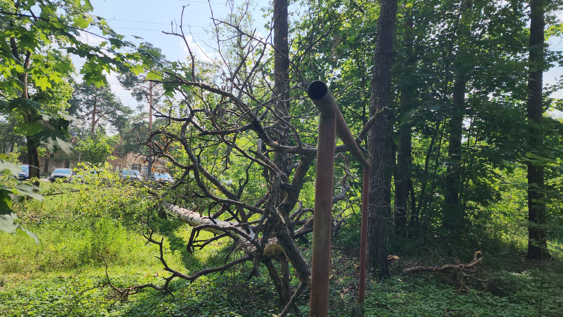 ураган, последствия урагана, мбу городское хозяйство