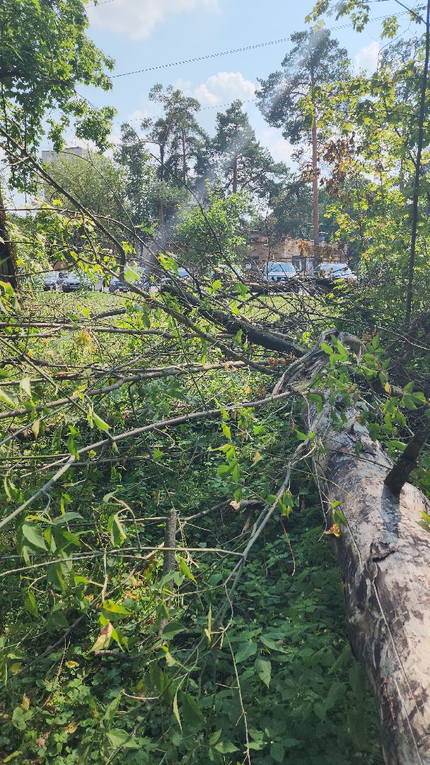 ураган, последствия урагана, мбу городское хозяйство