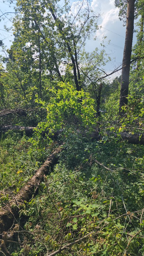ураган, последствия урагана, мбу городское хозяйство