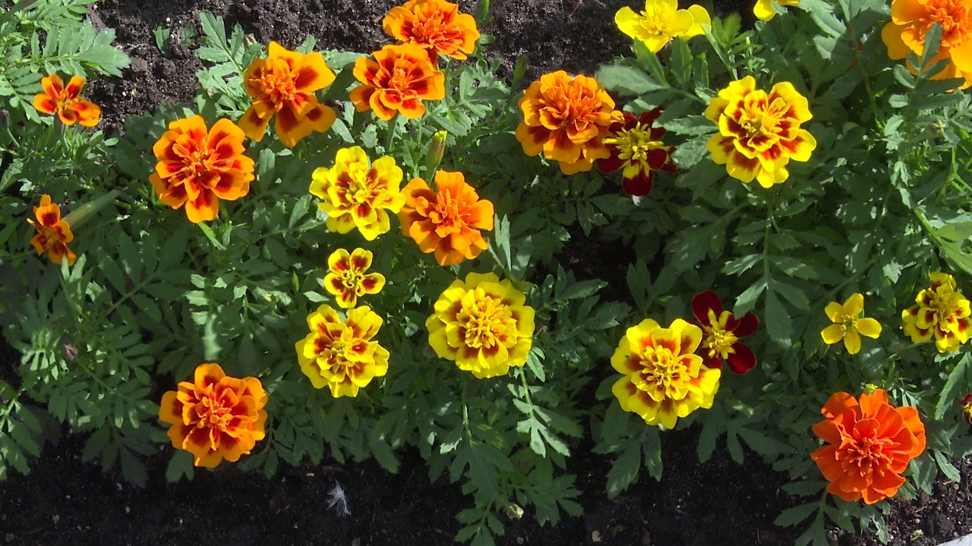 Реутов, благоустройство, конкурс главы, лучший дом, лучший двор, лучший подъезд,выбирай лучшее,