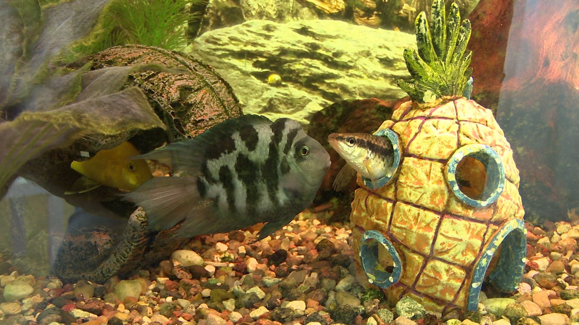 Реутов, благоустройство, конкурс главы, лучший дом, лучший двор, лучший подъезд,выбирай лучшее,