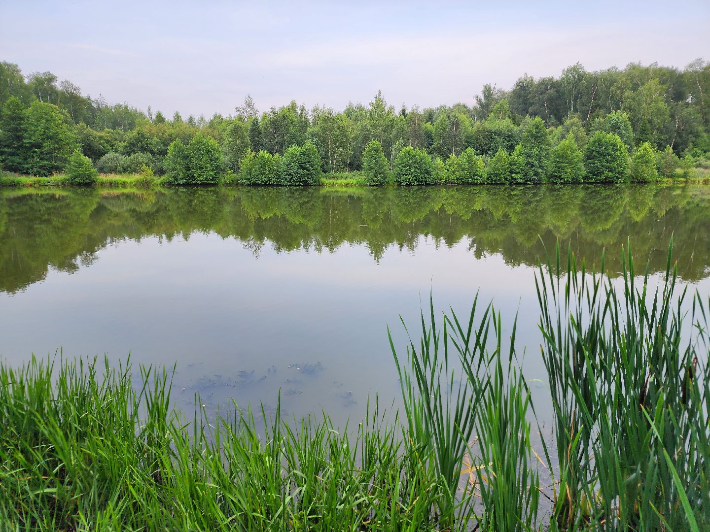 Чехов, село Дубна, выездная администрация, очистка пруда, окос травы, опиловка деревьев,