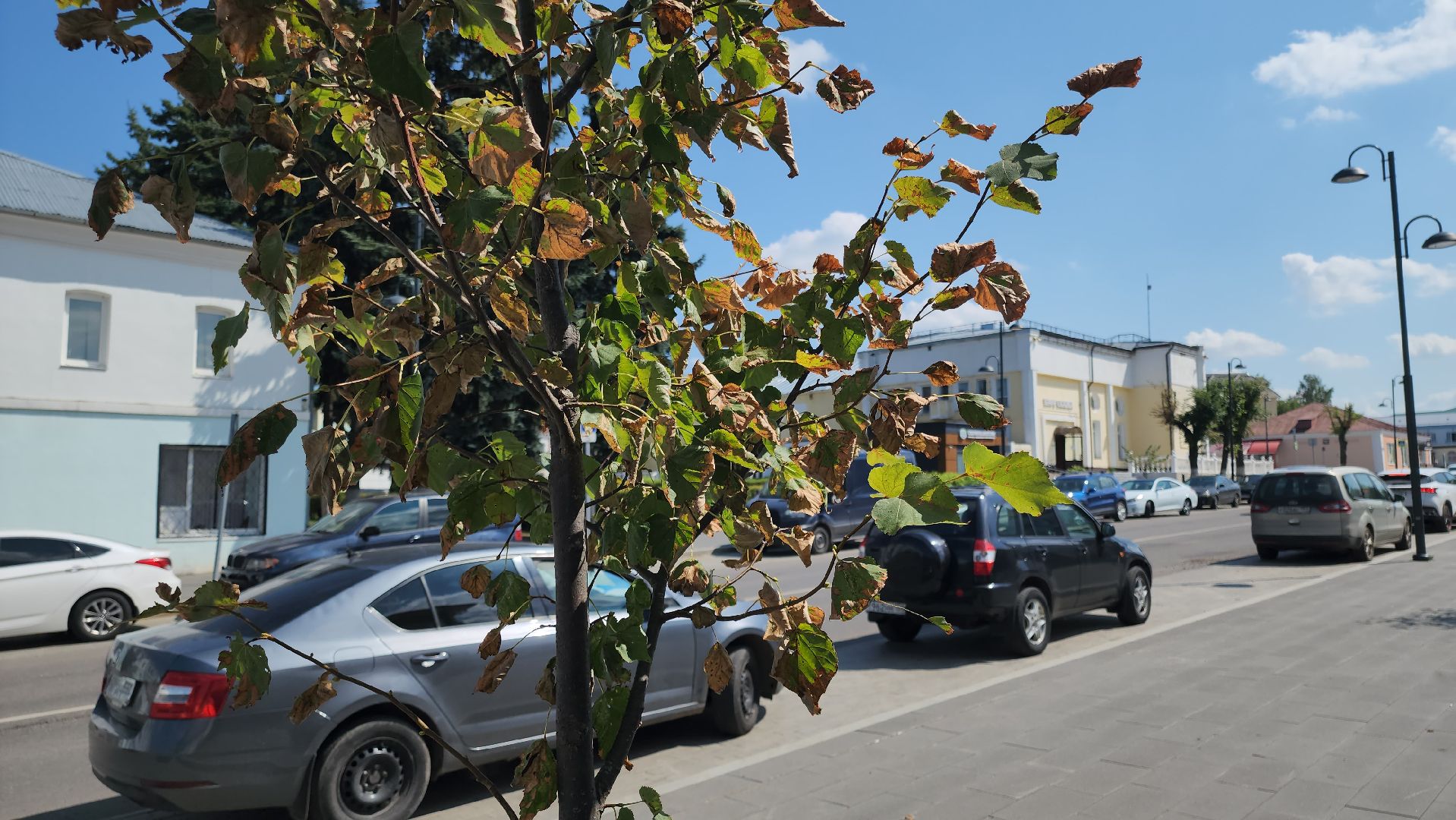 кашира, пешеходная зона, благоустройство, озеленение, липа, деревья, стрелец,