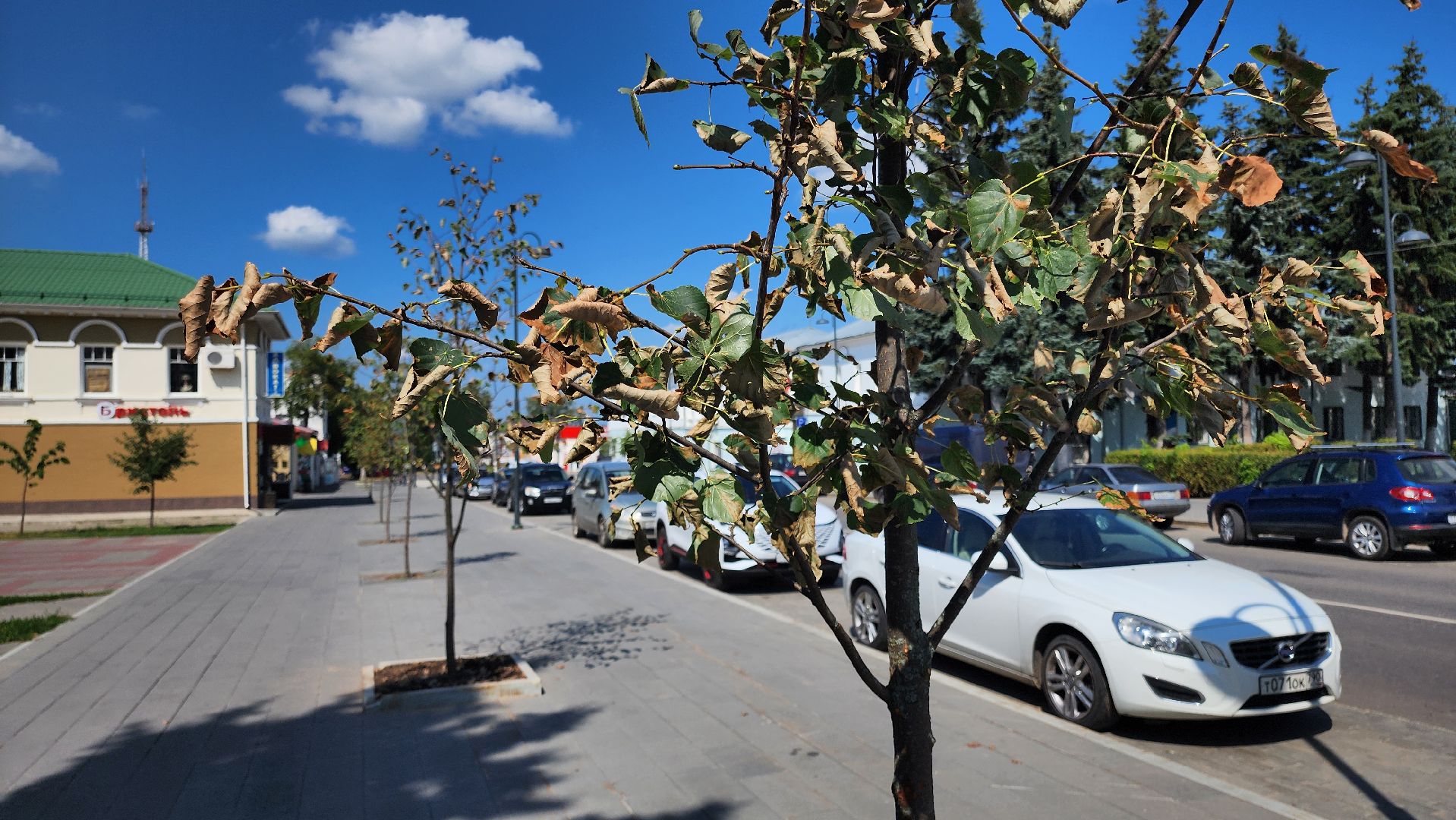 кашира, пешеходная зона, благоустройство, озеленение, липа, деревья, стрелец,