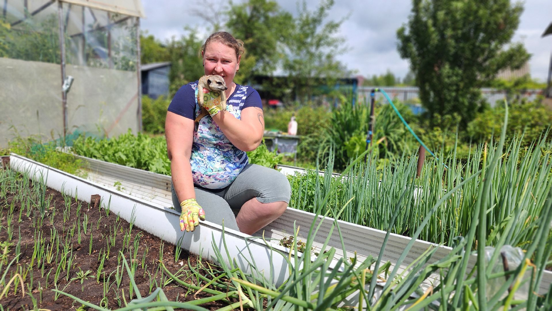 Протвино, Сурикат в СНТ, Помошник, дача, Борьба с вредителями, животные, серпухов,