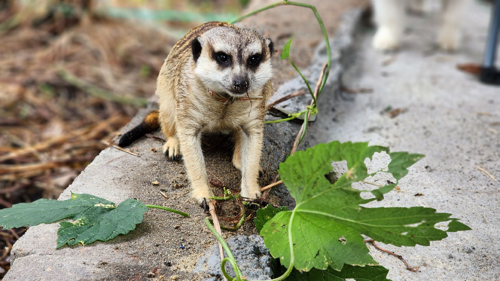 Протвино, Сурикат в СНТ, Помошник, дача, Борьба с вредителями, животные, серпухов,