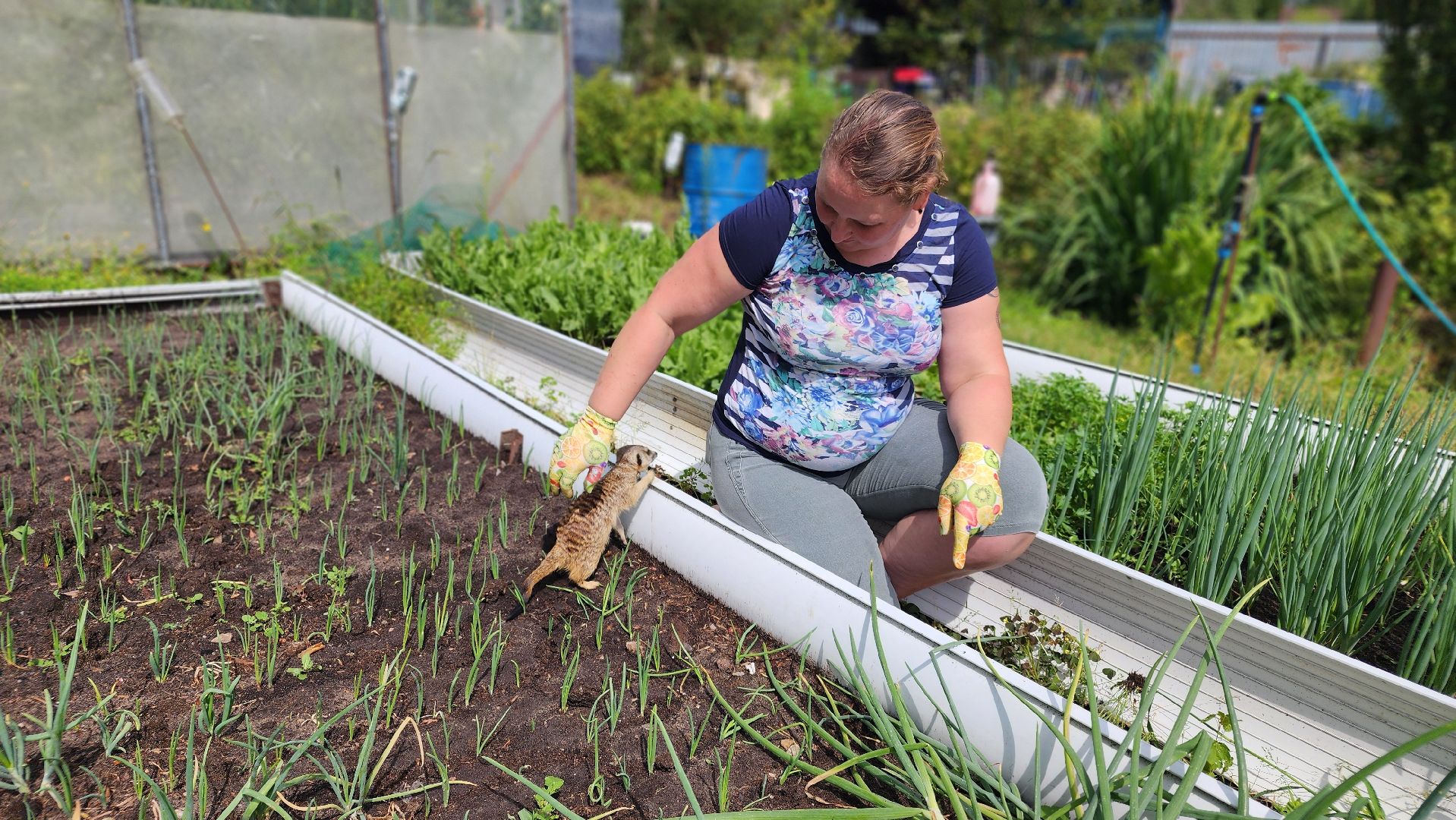 Протвино, Сурикат в СНТ, Помошник, дача, Борьба с вредителями, животные, серпухов,