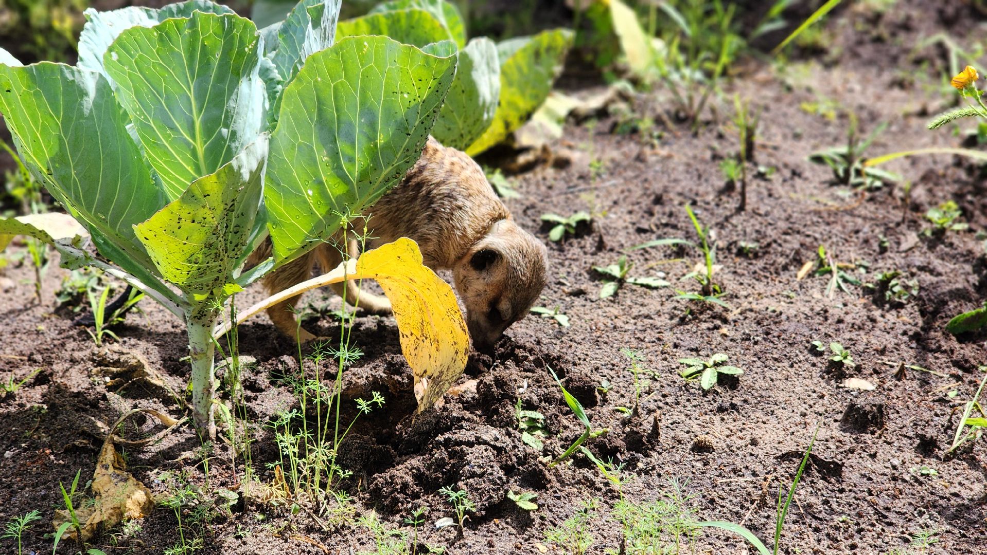 Протвино, Сурикат в СНТ, Помошник, дача, Борьба с вредителями, животные, серпухов,