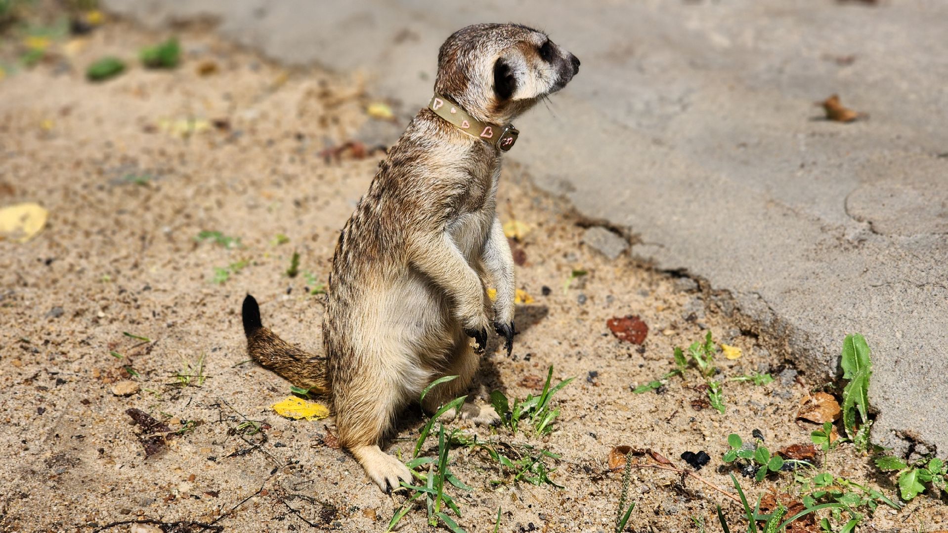 Протвино, Сурикат в СНТ, Помошник, дача, Борьба с вредителями, животные, серпухов,