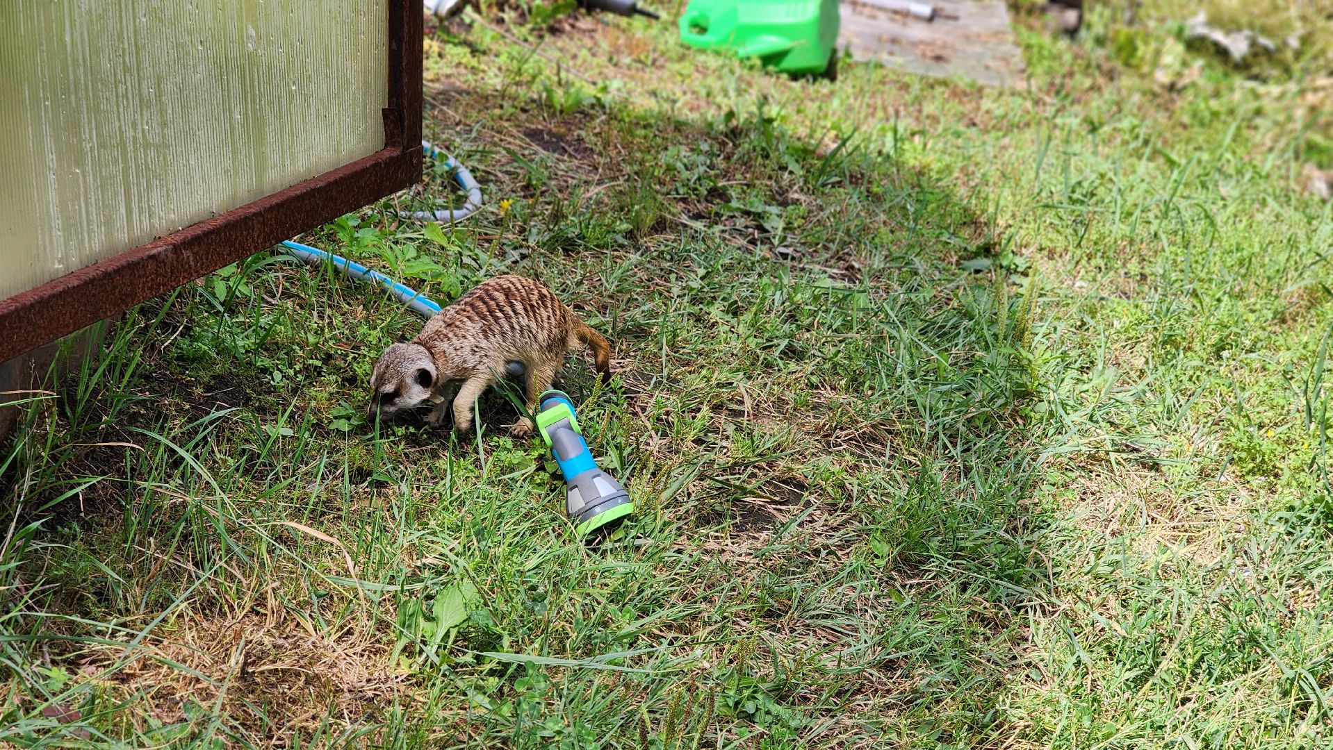 Протвино, Сурикат в СНТ, Помошник, дача, Борьба с вредителями, животные, серпухов,