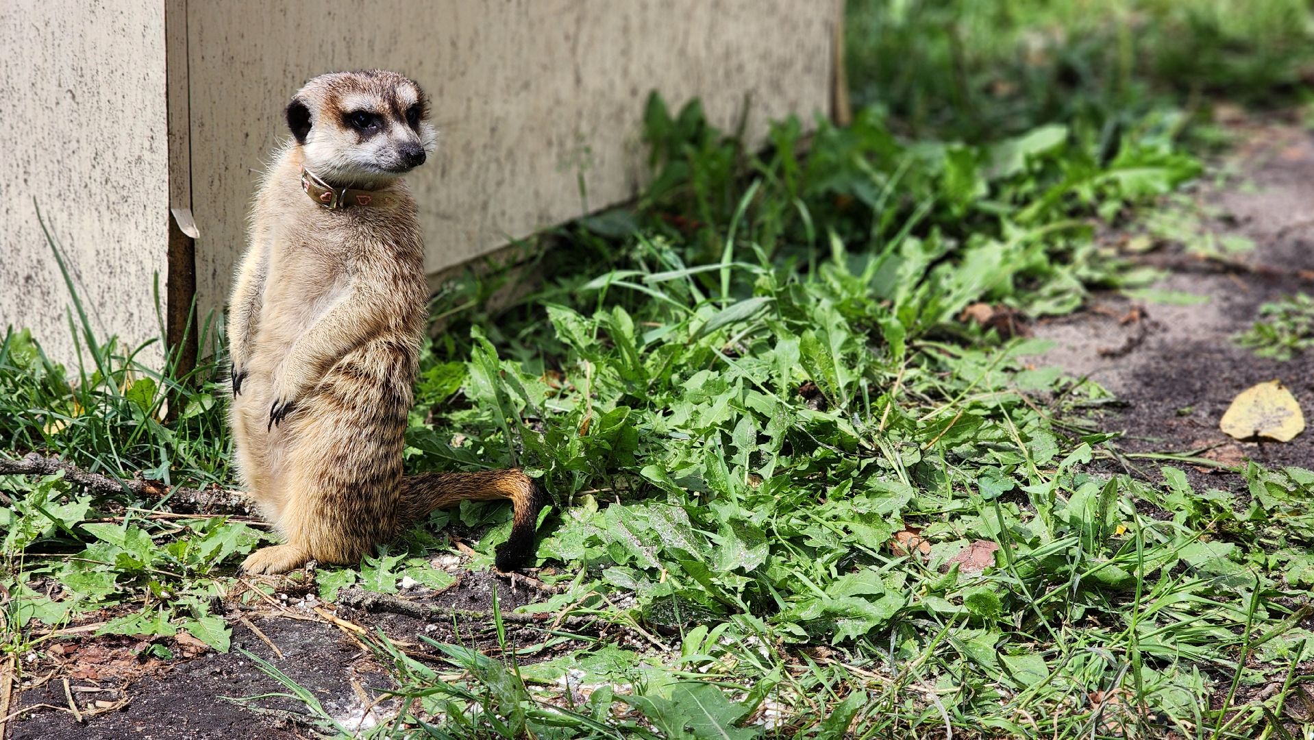Протвино, Сурикат в СНТ, Помошник, дача, Борьба с вредителями, животные, серпухов,