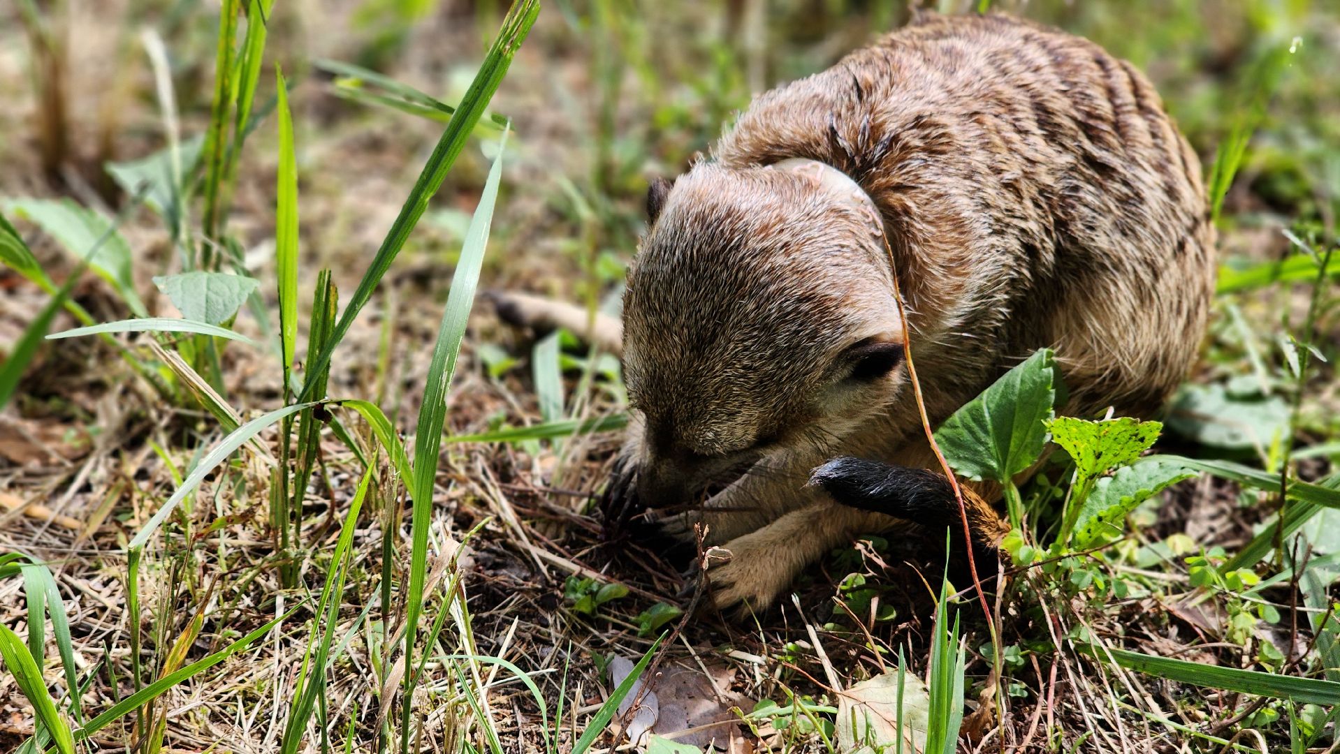 Протвино, Сурикат в СНТ, Помошник, дача, Борьба с вредителями, животные, серпухов,