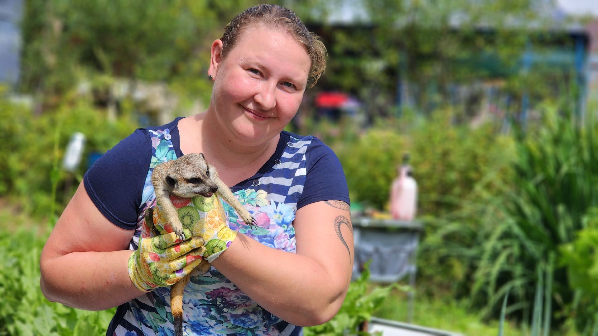 Протвино, Сурикат в СНТ, Помошник, дача, Борьба с вредителями, животные, серпухов,