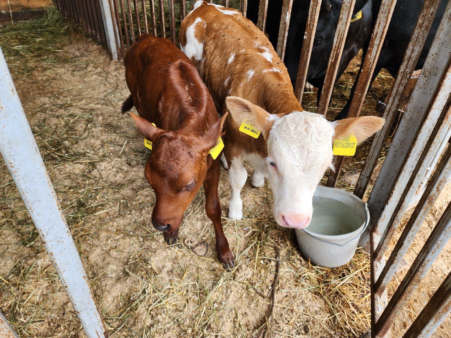 Подольск, Наука, Криобанк, Сохранение пород животных, виж им эрнста,