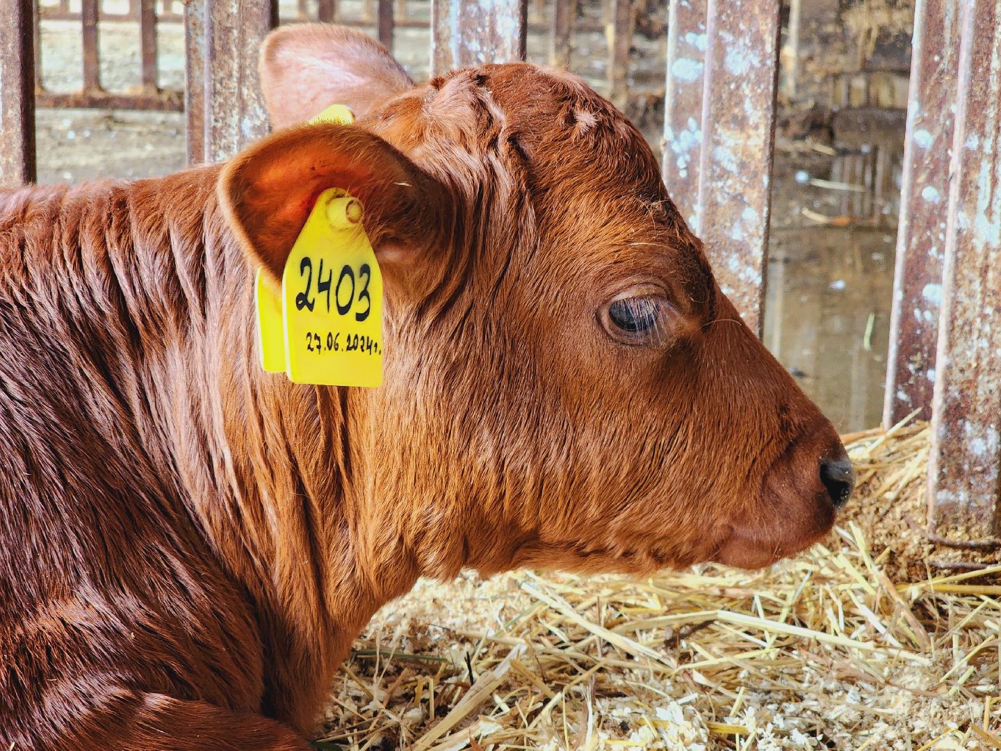 Подольск, Наука, Криобанк, Сохранение пород животных, виж им эрнста,