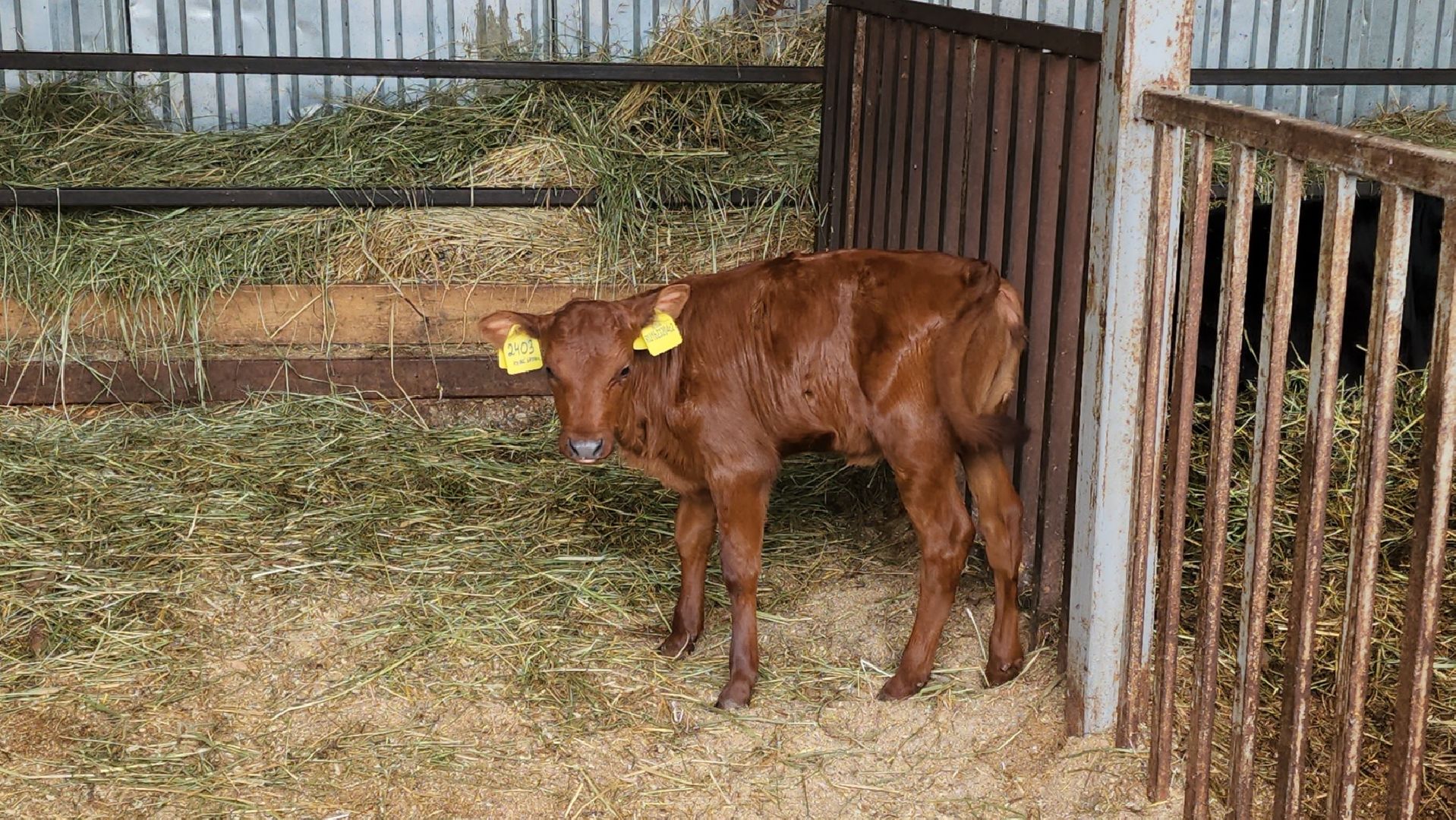 Подольск, Наука, Криобанк, Сохранение пород животных, виж им эрнста,