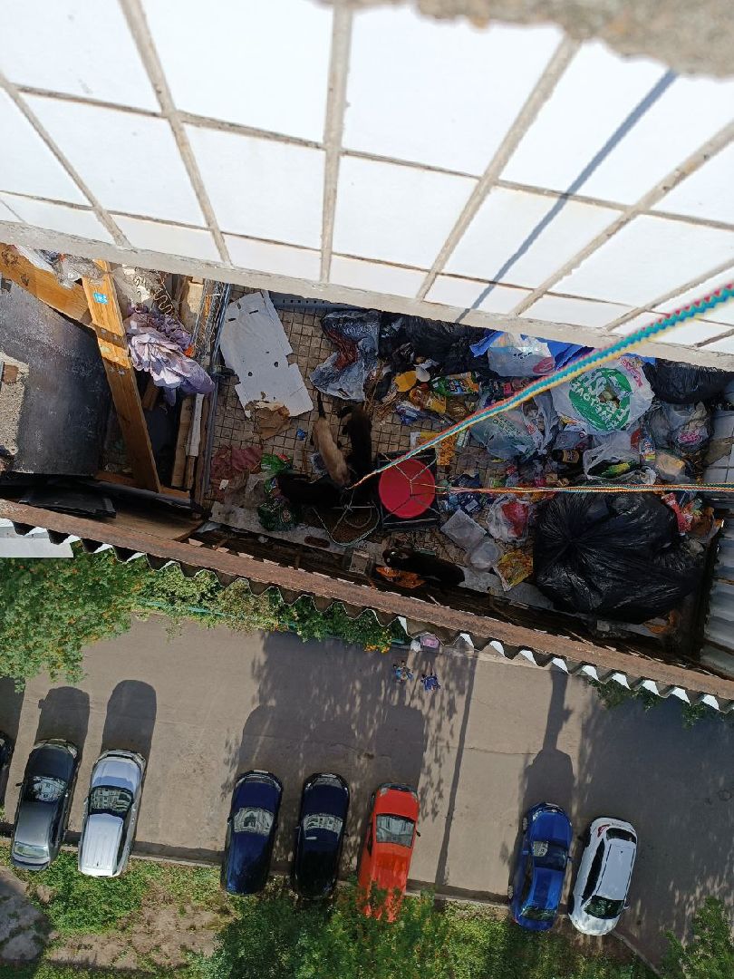 Зоозащитники, Кошки, Коты, Спасение, Лобня,