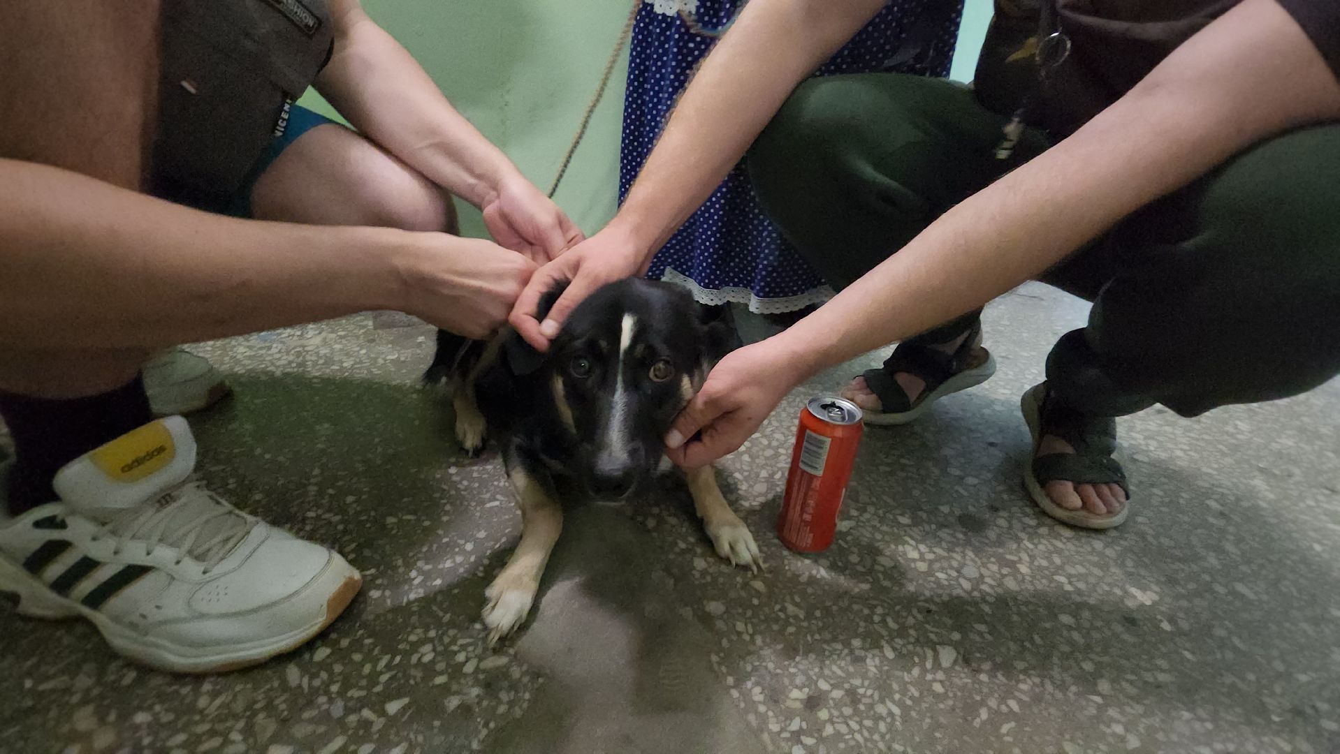 Зоозащитники, Кошки, Коты, Спасение, Лобня,