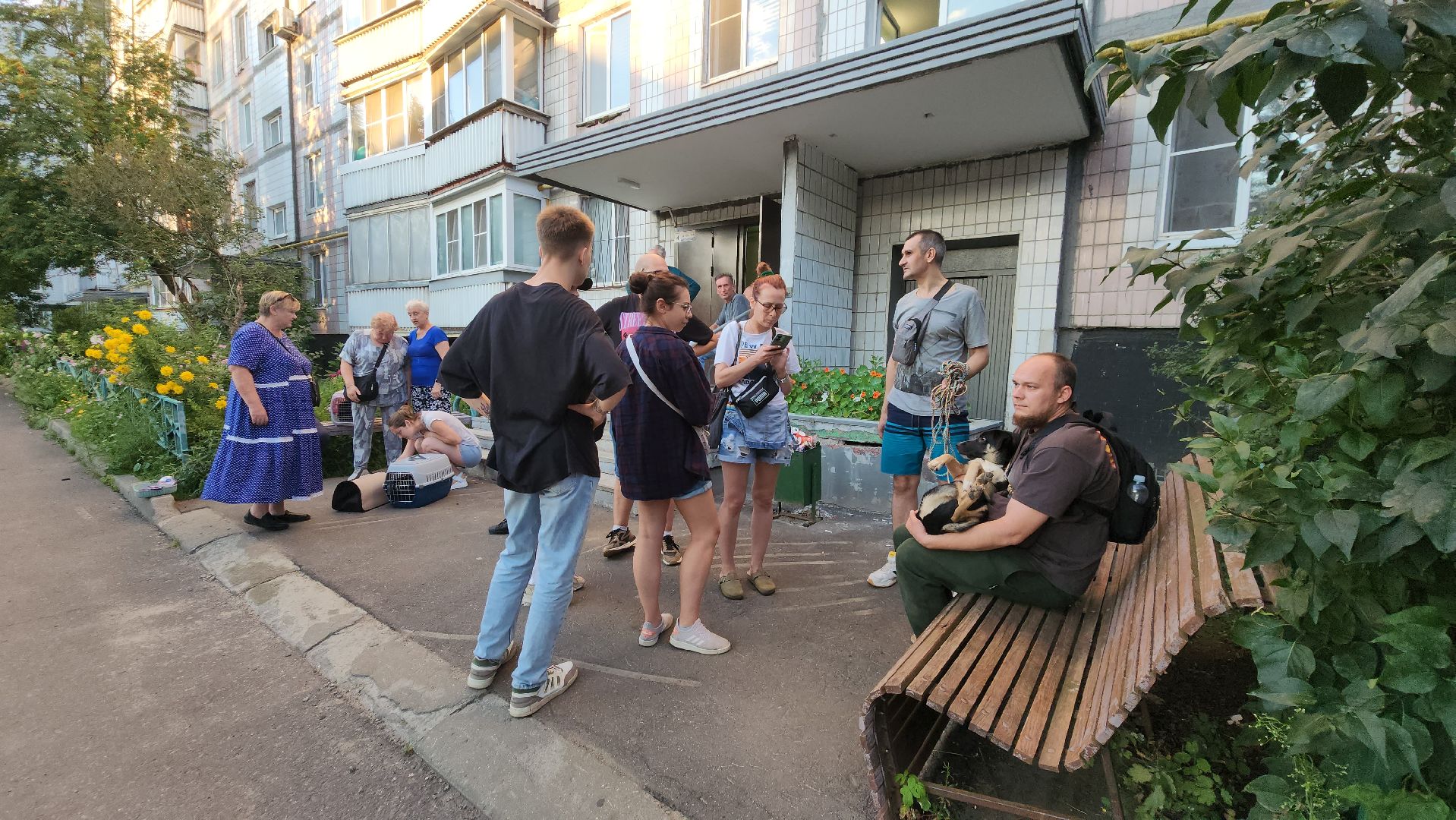 Зоозащитники, Кошки, Коты, Спасение, Лобня,