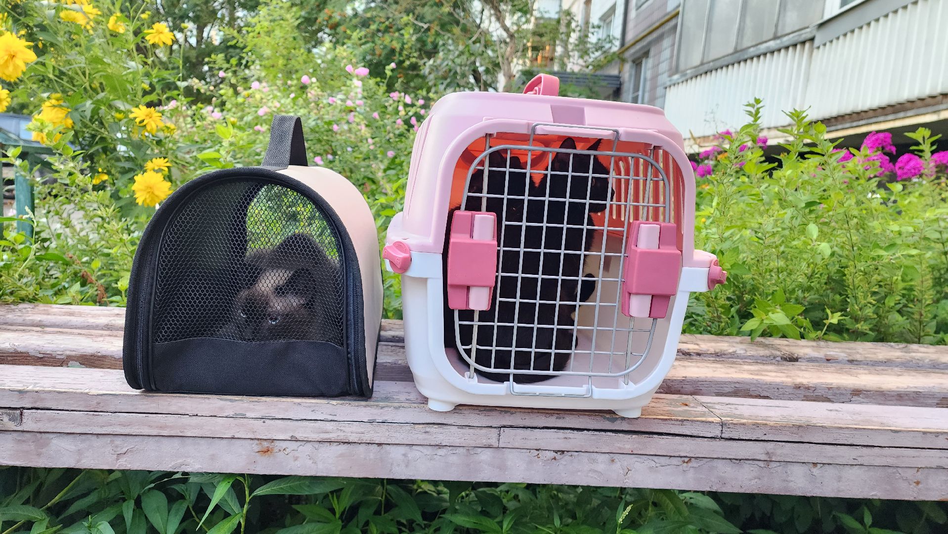 Зоозащитники, Кошки, Коты, Спасение, Лобня,